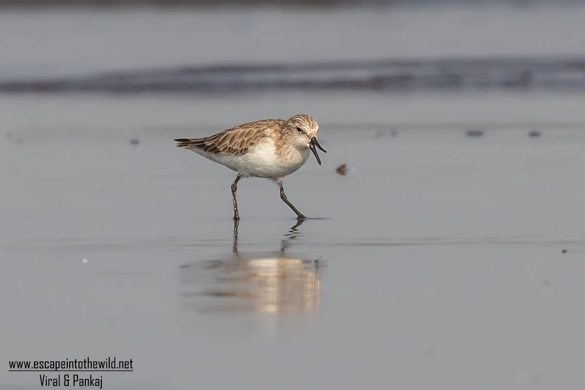 Little Stint